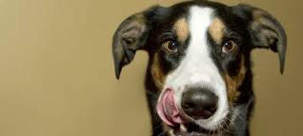 Anjing Tak Bertuan di Riau Bakal Dimusnahkan