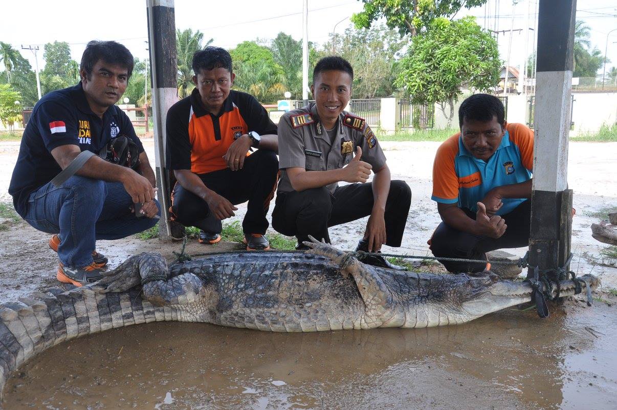 Buaya Sepanjang 2,3 Meter Masuk Kebun Sawit, Warga Inhu Geger