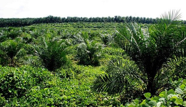 Bupati Sukarmis Larang Warganya Jual Lahan