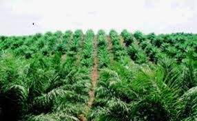 Dana Replanting Masyarakat Kampar Akan Ditanggung Negara?