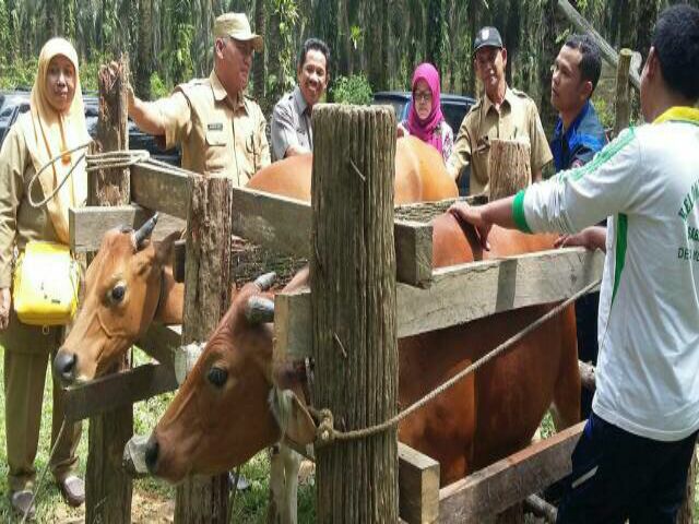 Disnak Targetkan Pelalawan Swasembada Daging