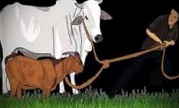 Dua Pelaku Pencuri Sapi di Kampar Dihakimi Warga, 1 Meninggal di TKP