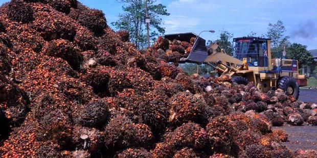 Harga TBS Turun Rp40,77 per Kg