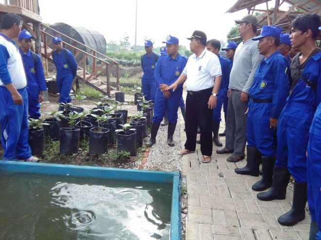 Ini Keunggulan Budidaya Ikan Lele RTMPE