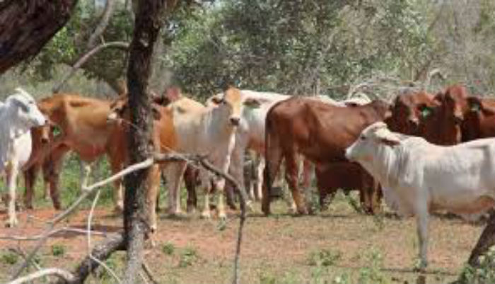 Ini Penyebab Puluhan Hewan Ternak Mati di Kuansing