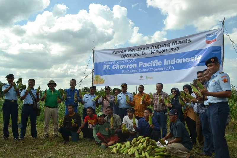 Kelompok Tani Mapan Jaya, Panen Jagung Perdana Bantuan Chevron
