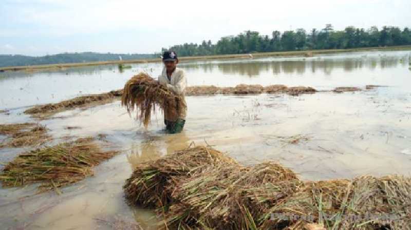 Komandan Distrik Militer 0302 Inhu Turun ke Sawah