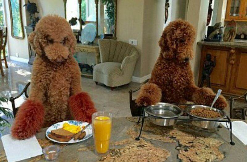 Luar Biasa, Anjing Ini Bisa Masak dan Naik Motor