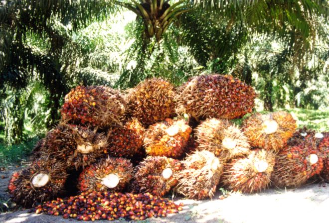 Lumayan, Harga Sawit Naik Rp 14,83