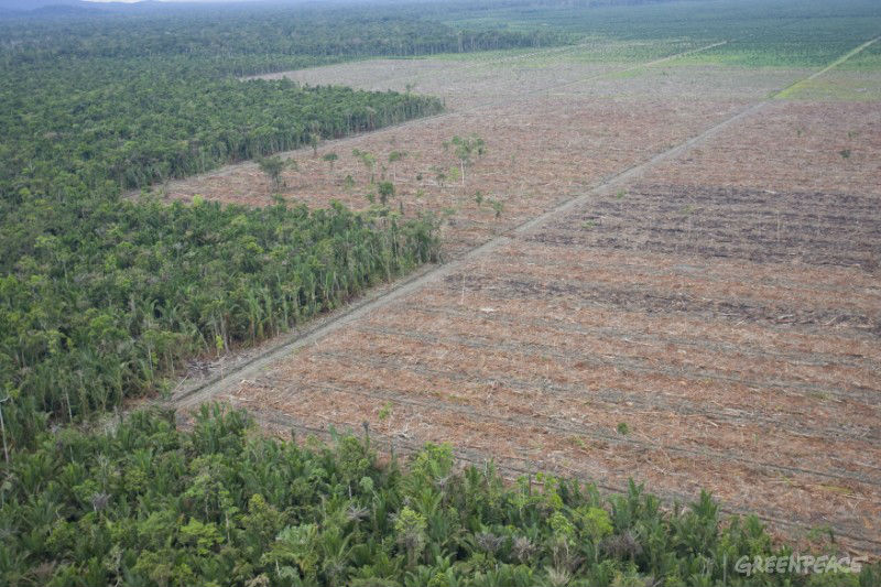 Menjadi Pemikiran Pemkab untuk 14 Ribu Hektare Kebun Sawit Marginal yang Harus Diremajakan