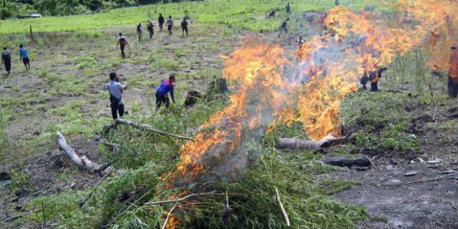 Polisi dan BNN Musnahkan 13 Hektar Ladang Ganja