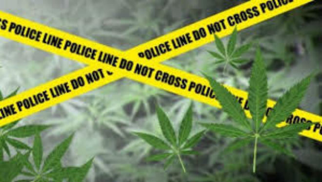 Polisi Temukan Tanaman Ganja di Rumbai Pesisir