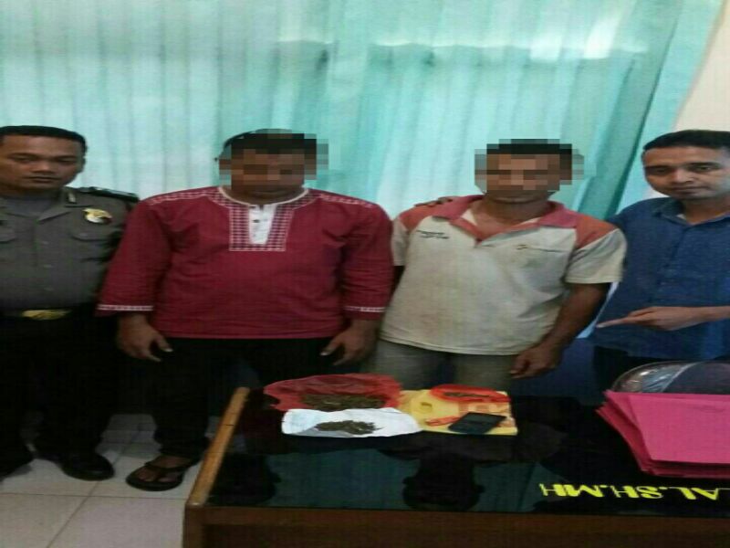 Polsek Ukui Tangkap 2 Orang Terduga Pelaku Pemilik Daun Ganja Kering