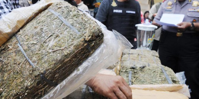 Pria Ini Nekad Simpan 1 Kilogram Ganja Di Pohon Mangga Halaman Rumahnya