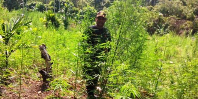 Puluhan Hektar Ladang Ganja Ditemukan di Aceh Utara