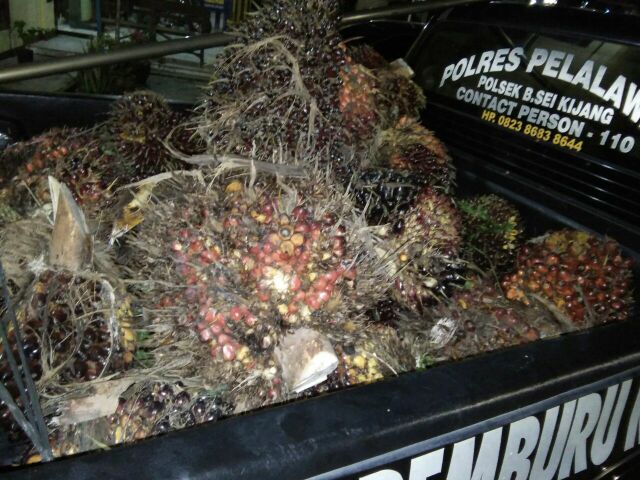 RL Pencuri 25 TBS Dipolisikan