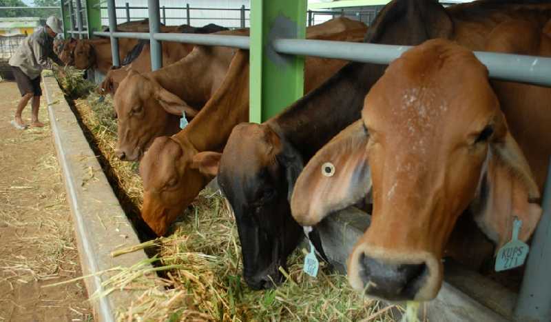 Rohul Baru Punya 2 Pasar Ternak, Satu Dibangun Darurat dari Kayu