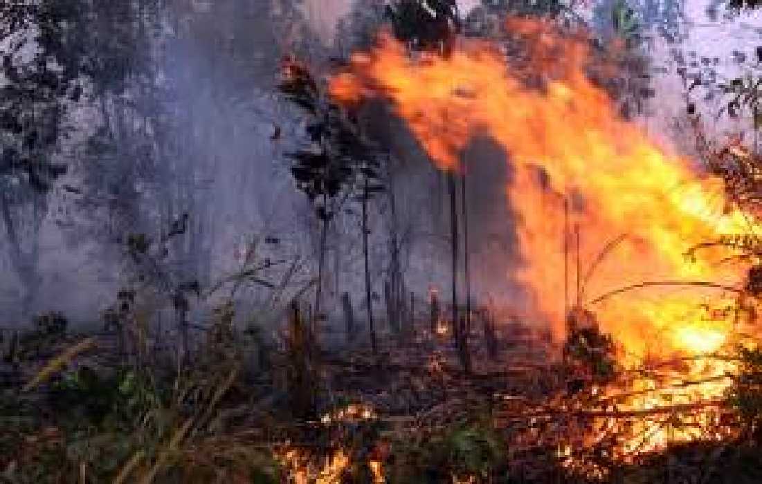 Siaga Darurat Karhutla di Riau Kembali Diperpanjang
