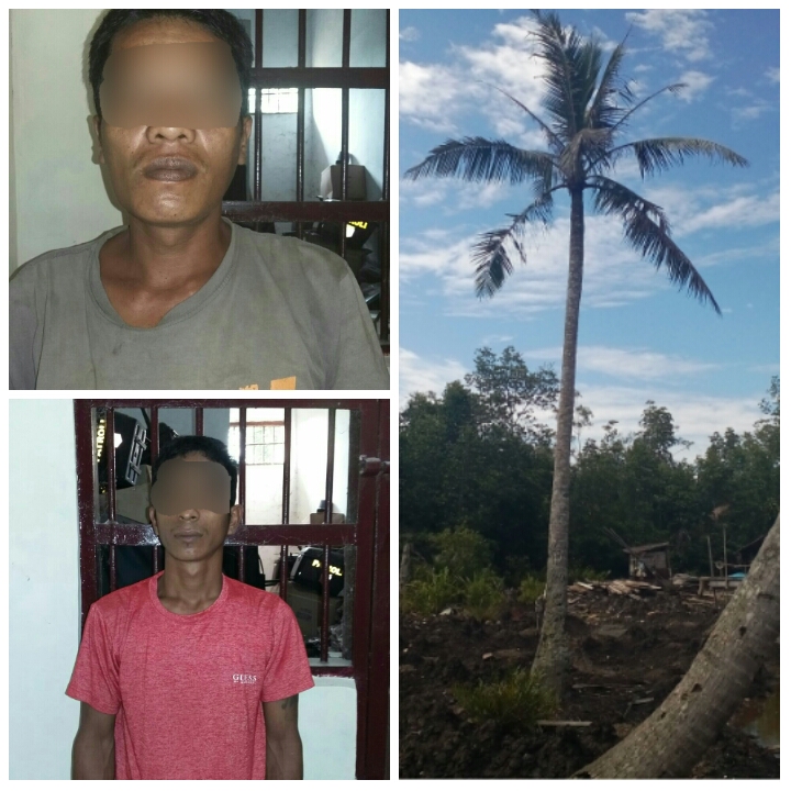 Tak Ada Rotan Akarpun Jadi, 3 Warga Inhil Nekat Panen Kebun Orang Lain, Apes Dilaporkan ke Polisi