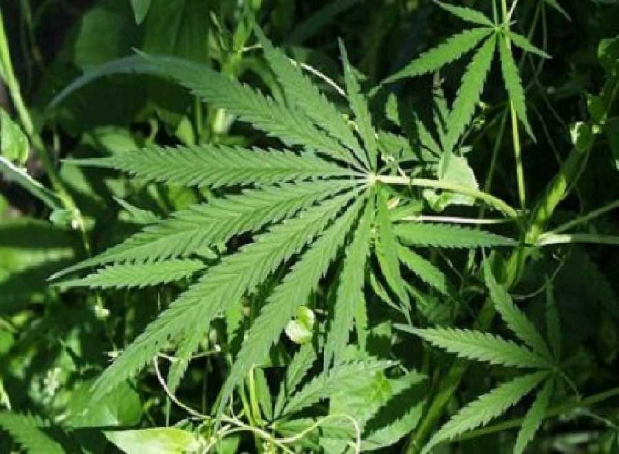 Taufik Hidayat Didakwa Miliki 3,8 Ton Ganja, Isterinya Menangis Setelah Bebas