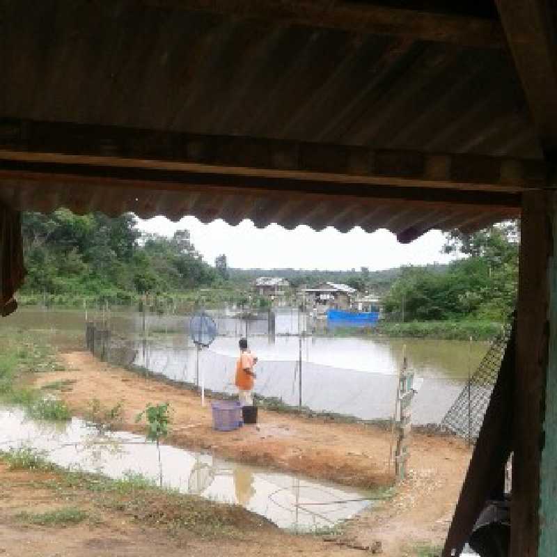 Tinggal Menunggu Panen, Ratusan Kolam Ikan Warga Kuansing Duluan 'Dilalap' Banjir