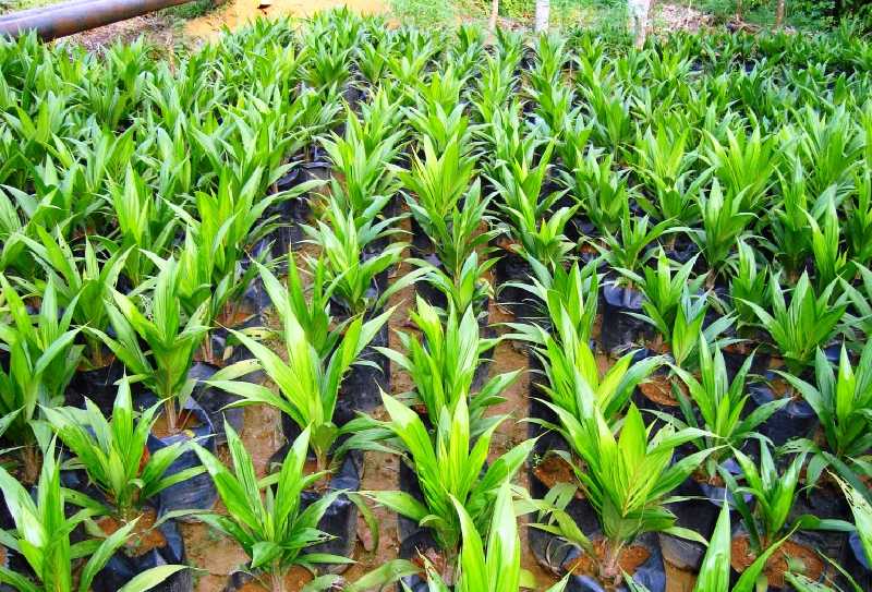 Pelalawan Manjakan Petani Sawit, Ada 28 Km Akses Jalan Baru yang akan Dibuka