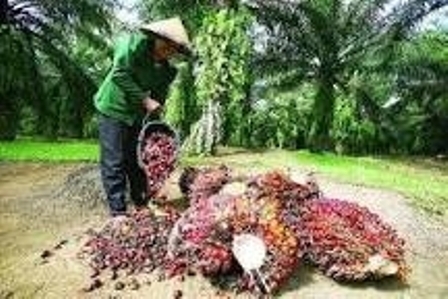 Waduh......Harga TBS Sawit Riau untuk Sepekan Kedepan Kembali Turun