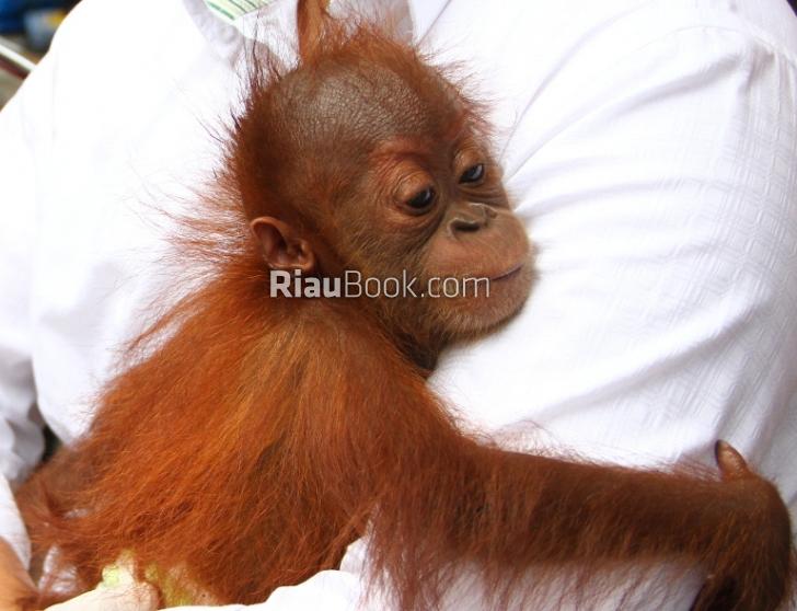 Orangutan