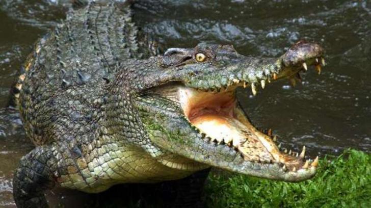 Gembong Narkoba Gunakan Buaya Jaga Uang Mereka, 'Ini Sangat Tak Lazim'