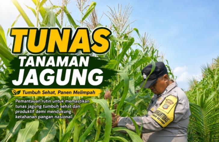 Memantau Pertumbuhan Jagung di Jambai Makmur, dari Tunas Sampai Siap Panen