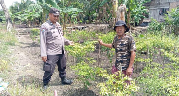 Menjaga Harapan dari Hamparan Jagung, Bhabinkamtibmas Teluk Meranti Kawal Ketahanan Pangan