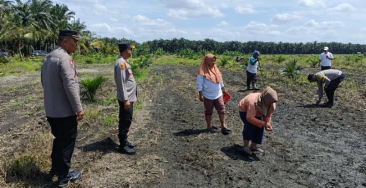 Kapolsek Kandis Tinjau Lahan Ketahanan Pangan, Beri Semangat Petani, Tingkatkan Produksi