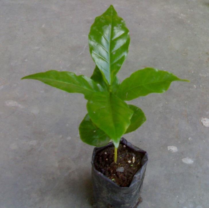 Direktur Politeknik Kampar : Pemindahan Bibit Harus Tepat Waktu