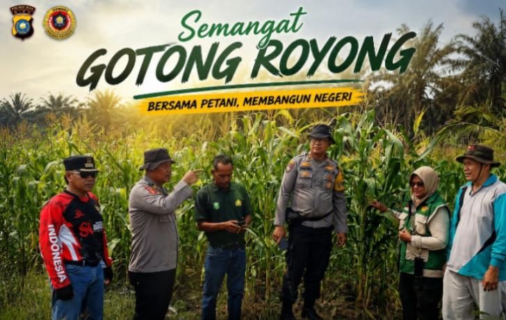 Bhabinkamtibmas Polsek Kandis dan Petani Jagung Gotong Royong, Menanam, Merawat hingga Menanti Panen