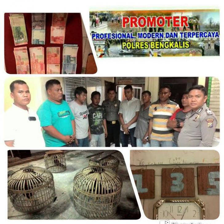 Gemetar tak Mampu Kabur, Pegawai Dinas Tata Kota Bengkalis Tertangkap sedang Sabung Ayam