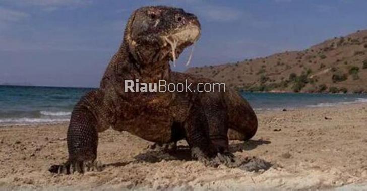 Konservasi Ex-situ Membuahkan Hasil, 11 Telur Komodo Berhasil Menetas