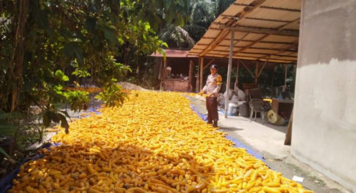 Bhabinkamtibmas Polsek Kandis dan Petani Antisipasi Dampak Musim Demi Menjaga Produksi Jagung