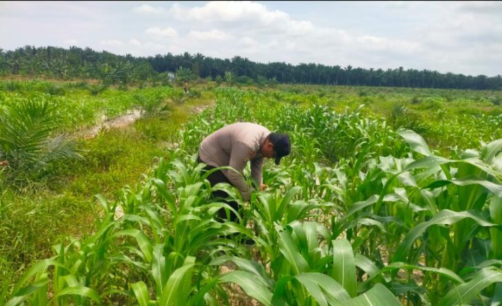 Polsek Kandis dan Petani Jaga Jagung Tetap Tumbuh Subur untuk Ketahanan Pangan