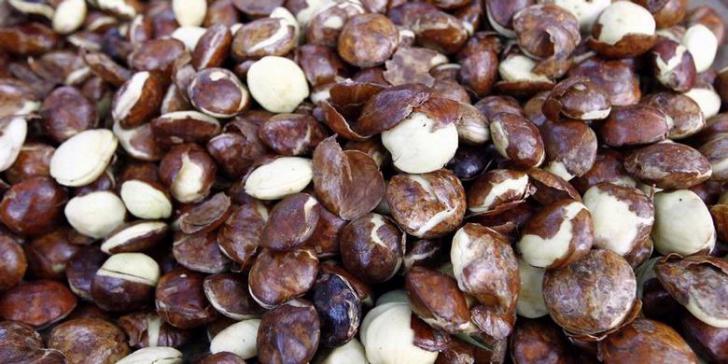 Duh, Jengkol Sumbang Inflasi di Riau