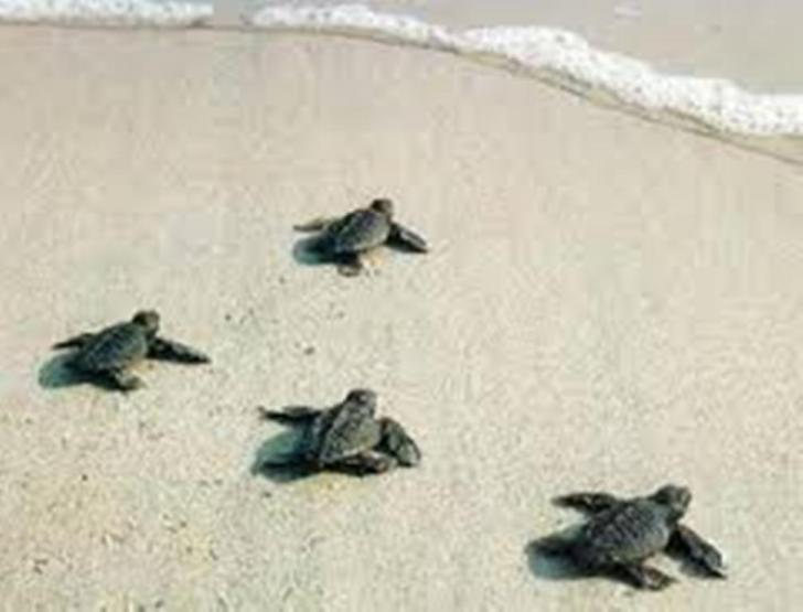 Puluhan Telur Penyu Ditemukan di Pantai Air Hitam