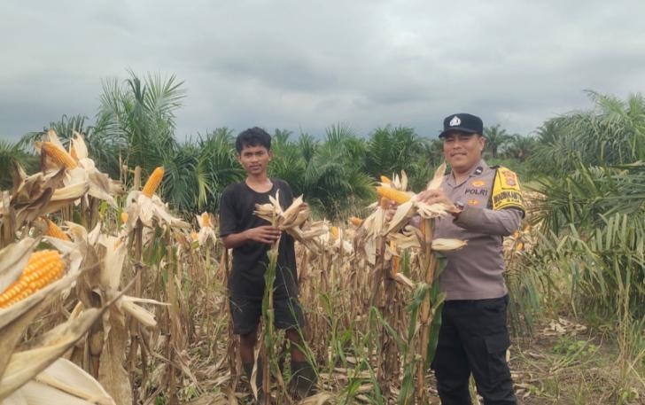 Polsek Kandis Perkuat Budaya Gotong royong Bersama Petani, Wujudkan Hasil Ketahanan Pangan yang Melimpah