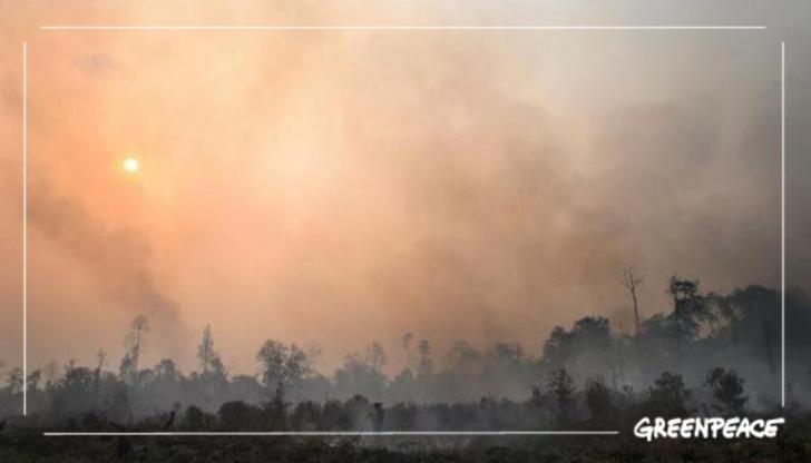 Permukaan Gambut Kampar Bakal Disensor Hindari Kebakaran