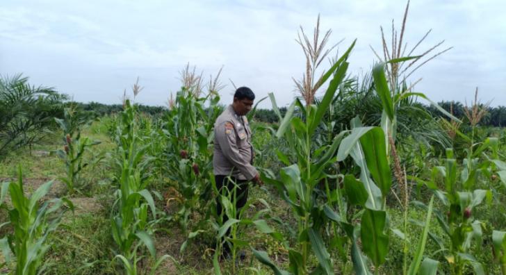 Polsek Kandis Cek Perkembangan Jagung Pipil, Wujud Nyata Polisi Cinta Petani