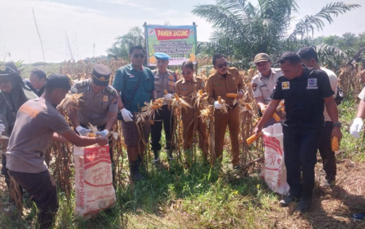 Wujud Nyata Ketahanan Pangan, Polsek Kandis Panen Raya 3 Ton Jagung di Kampung SamSam