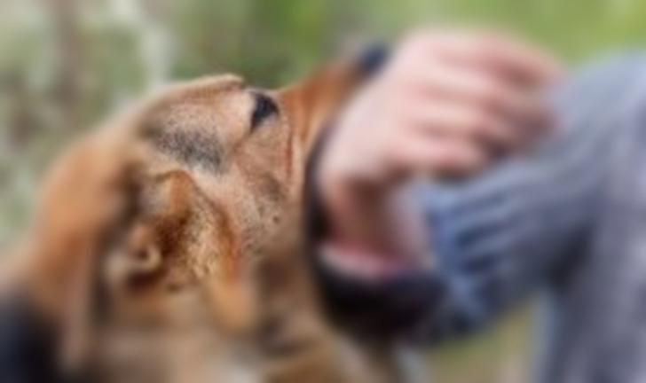 Cegah Rabies, Dinas PKH Vaksin 13.212 Hewan Peliharaan di Riau