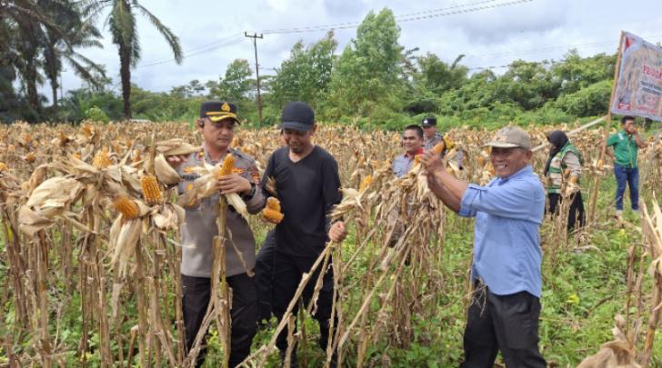 Polsek Kandis Gelar Panen Raya Jagung Dukung Program Presiden RI Wujudkan Ketahanan Pangan