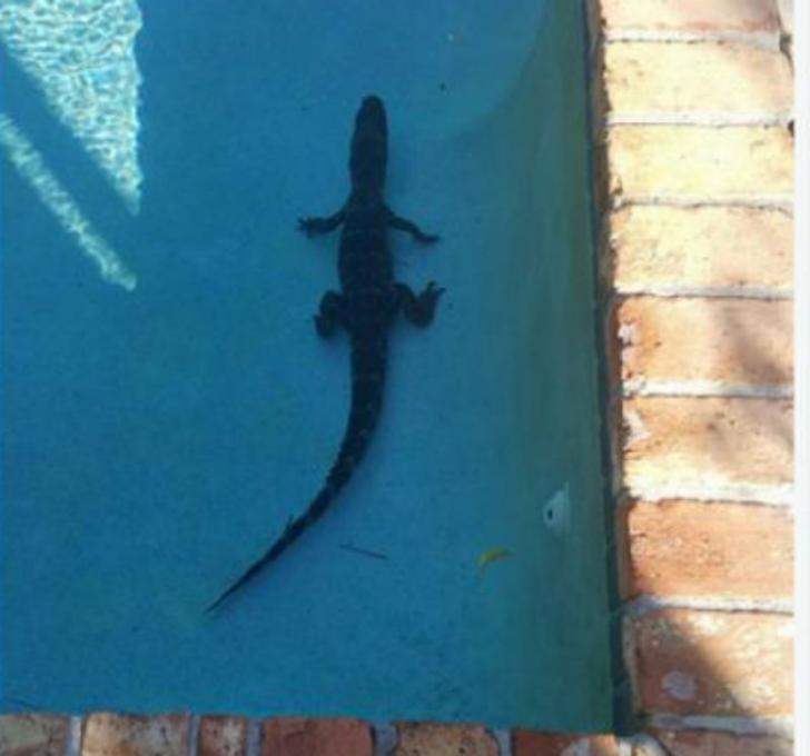 Mengejutkan, Buaya Ini Ditemukan di Kolam Renang