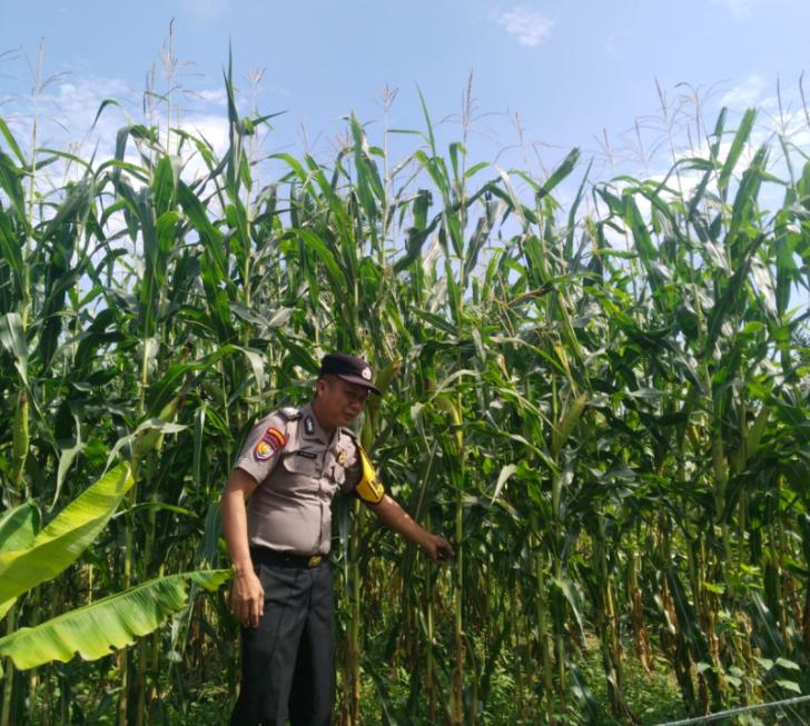 Sinergi Polri dan Petani, Polsek Kandis Kawal Pertumbuhan Jagung Tumpang Sari di Siak