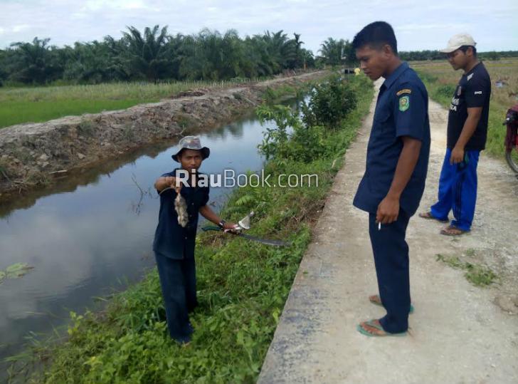 Diserang Hama Wereng dan Tikus, Petani Padi di Siak Mengeluh