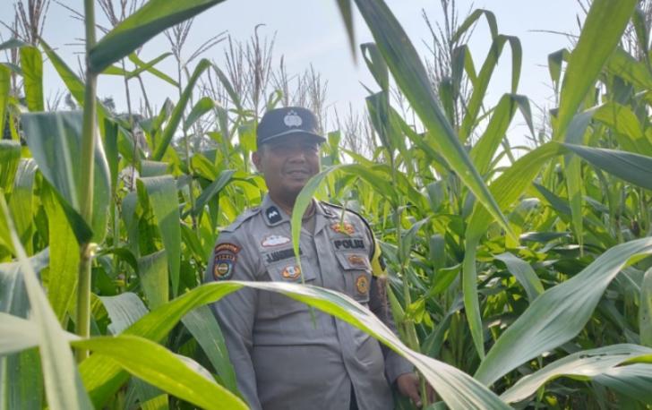Bersama Petani, Bhabinkamtibmas Polsek Kandis Merawat Tanaman Jagung